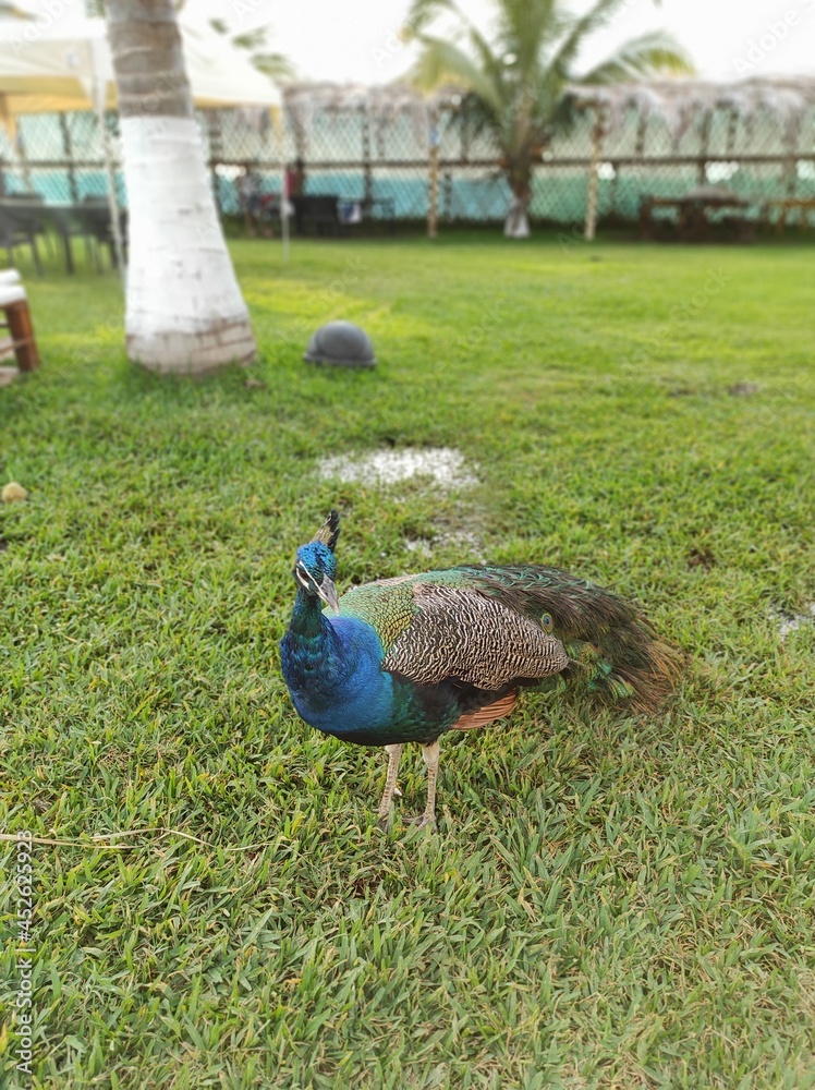Fototapeta premium pavo real