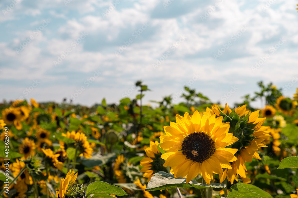 Fototapeta premium field of sunflowers