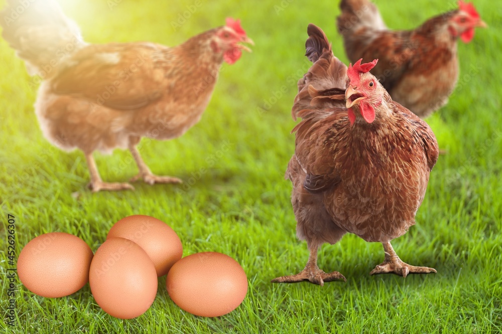 Fototapeta premium Basket.