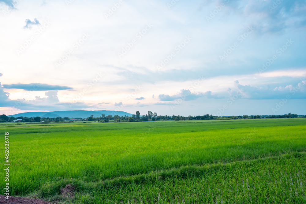 Blue sky and green field background