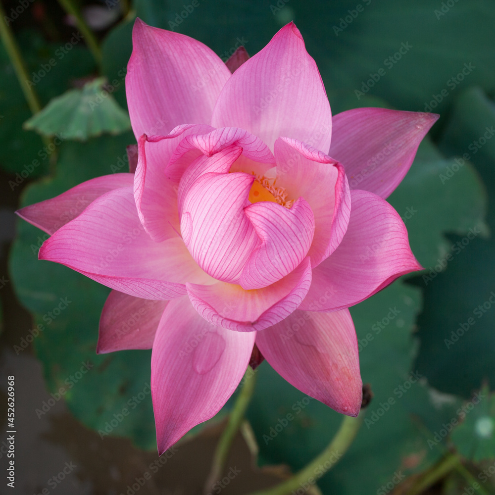 Fototapeta premium Lotus flower
