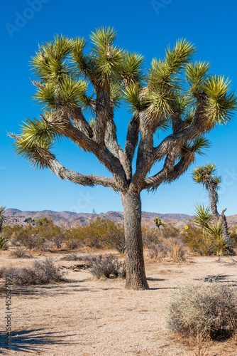 Joshua tree