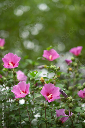 blooming pink rose of sharon