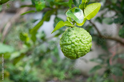 Fresh bergamot hanging on a tree with space for text. Close-up photo. Herbal and foods concept