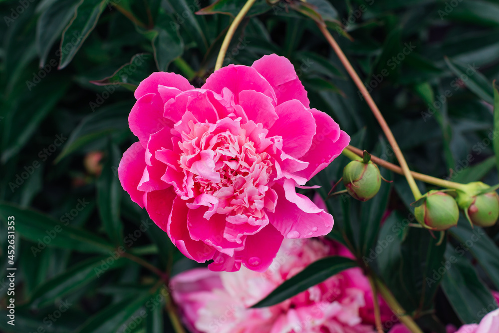 Obraz premium Bright pink peony with rain drops on the petals close up.