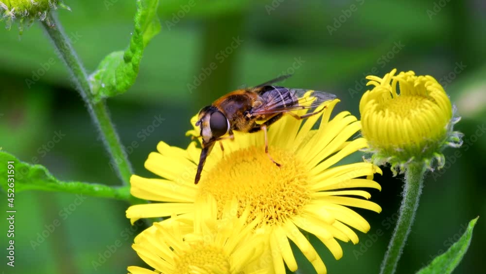 Hoverflies - Drone Fly, Eristalis nemorum on the flowers Hoverflies - Drone Fly, Eristalis nemorum on the flowers