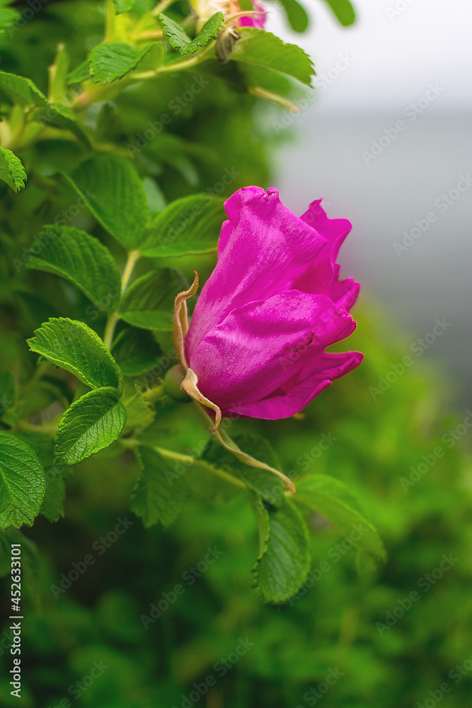 Pink rose hip flower on a branch Pink rose hip flower on a branch