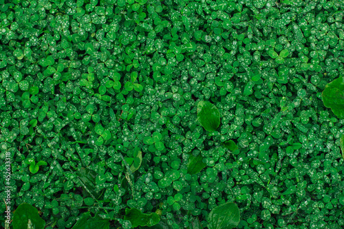 Green natural grass clover with rain drops. Seamless texture