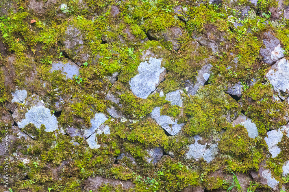 Obraz premium green moss on stone background.