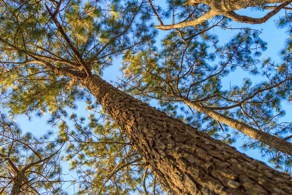Fototapeta premium evergreen or green pine tree, selective focus