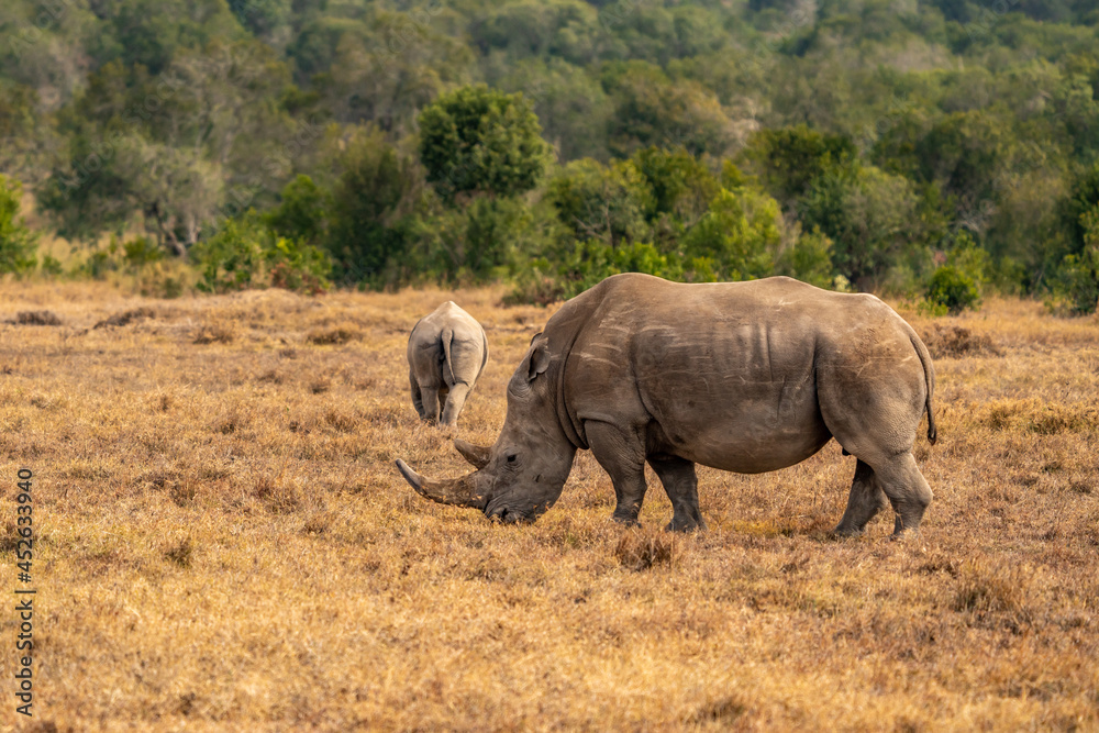 White Rhinoceros Ceratotherium simum Square-lipped Rhinoceros at Khama Rhino Sanctuary Kenya Africa. White Rhinoceros Ceratotherium simum Square-lipped Rhinoceros at Khama Rhino Sanctuary Kenya Africa.