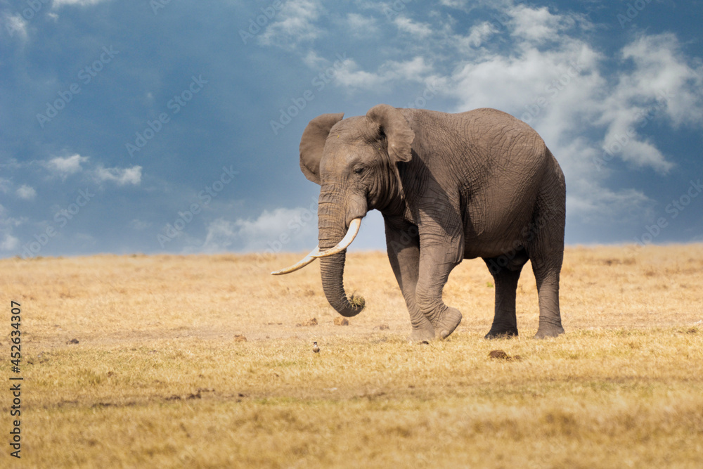 Obraz premium Clsoe up of African Bush Elephants walking on the road in wildlife reserve. Maasai Mara, Kenya, Africa. (Loxodonta africana)