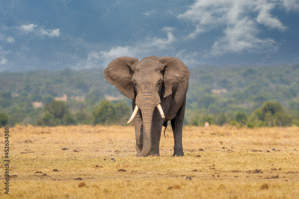 Fototapeta premium Clsoe up of African Bush Elephants walking on the road in wildlife reserve. Maasai Mara, Kenya, Africa. (Loxodonta africana)