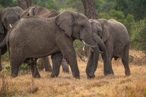 Clsoe up of African Bush Elephants walking on the road in wildlife reserve. Maasai Mara  Kenya  Africa.  Loxodonta africana 