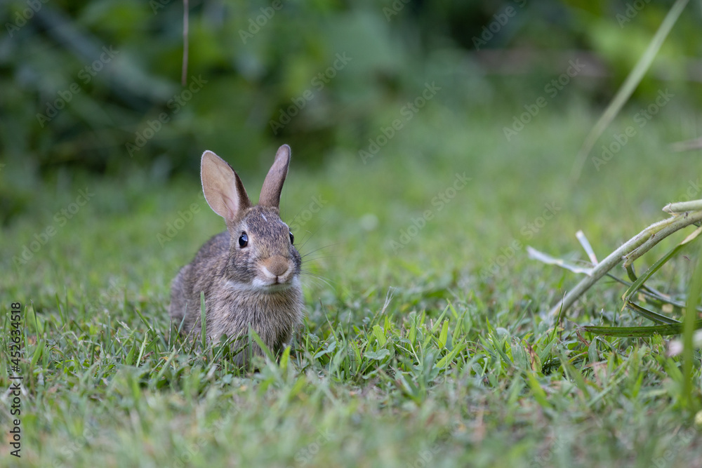Baby rabbit eating grass on a farm Baby rabbit eating grass on a farm