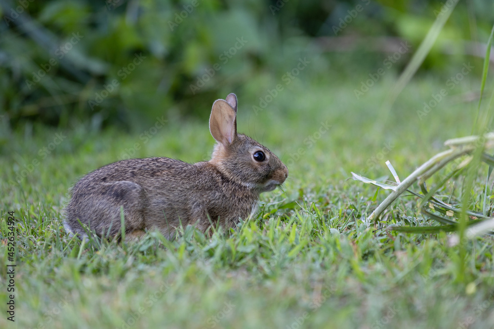 Fototapeta premium Baby rabbit eating grass on a farm