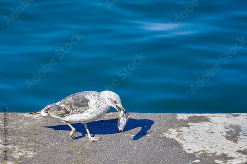 Seagull - Larus Atlanticus - eating fish on the dock photo