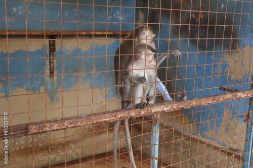 The monkeys in cage is imprisoned in zoo and look out side to find freedom