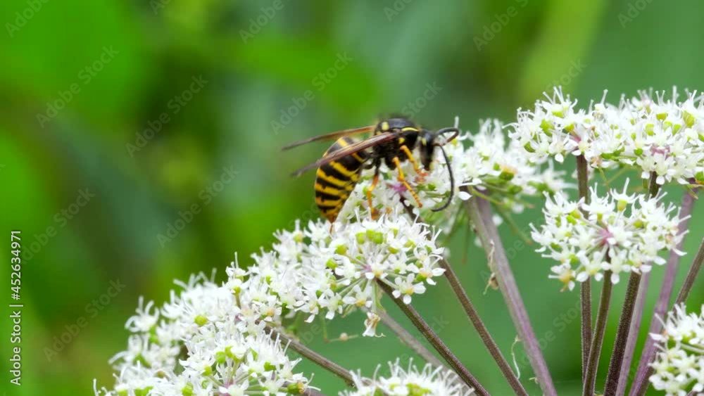 Saxon Wasp, Dolichovespula saxonica on a flowers Saxon Wasp, Dolichovespula saxonica on a flowers
