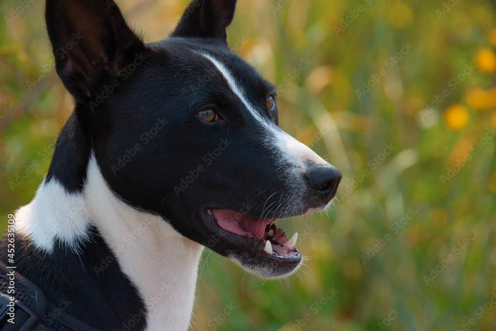Beautiful black and white Basenji hunting dog with perky ears closeup portrait with its mouth open gazing out into a green field.