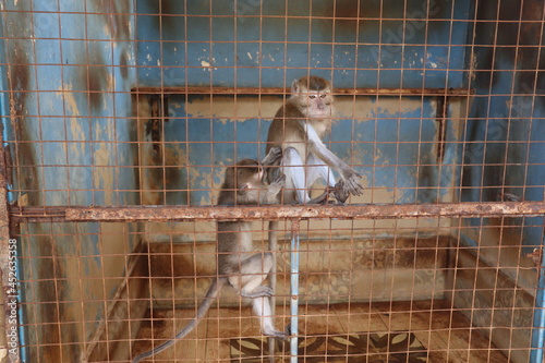 Monkey staying in the cage / Animal rights concept