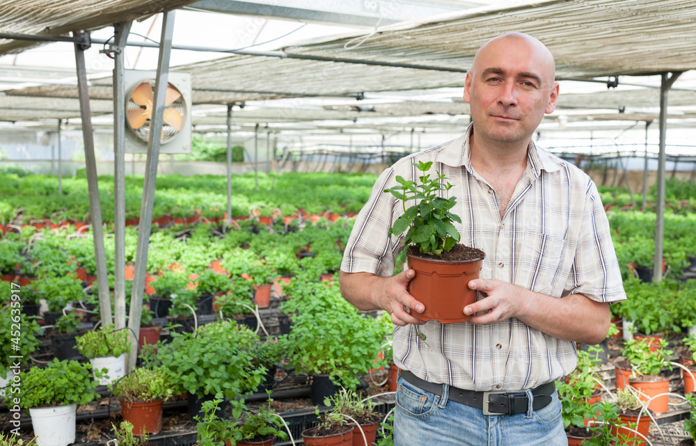 Obraz premium Man farmer arranging spearmint in pot in sunny greenhouse