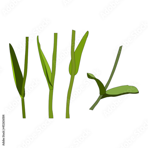 Tulip leaves and stems mockup blank