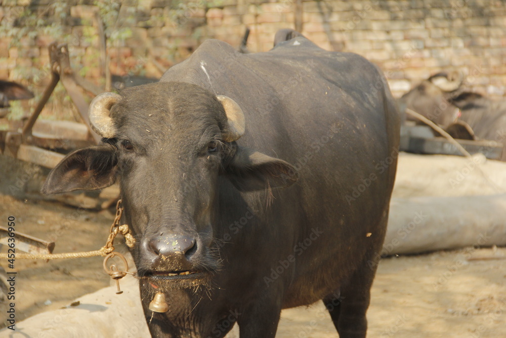 Fototapeta premium buffalo in a field