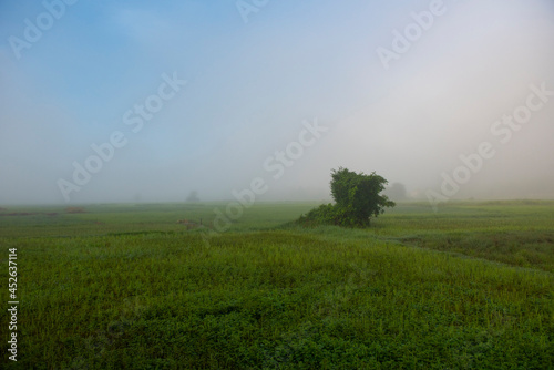 foggy landscape on green field in the morning, nature misty beautiful in the sunny foggy view
