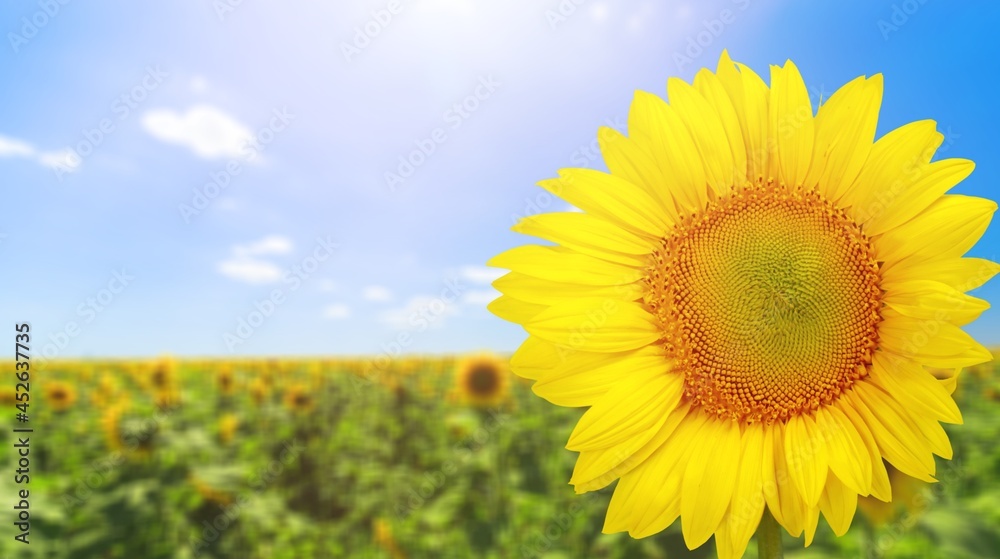 Fototapeta premium Sunflower.