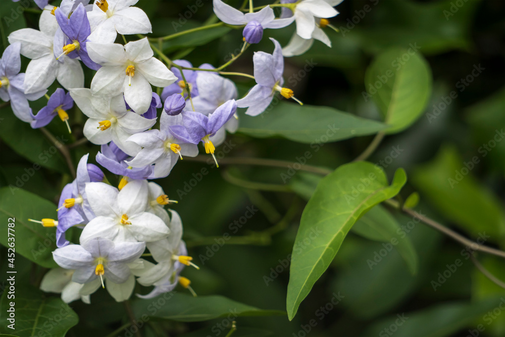 Obraz premium 左に「ツルハナナス（Solanum laxum）」をクローズアップ／ナス科ナス属