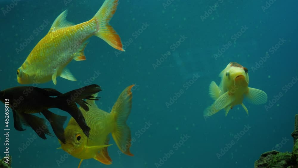 Three goldfish and one black fish swim in the water. Blue deep ocean background Three goldfish and one black fish swim in the water. Blue deep ocean background