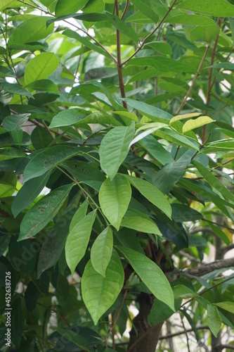 Green Bay leaf leaves hanging on the tree. Bay leaf is one of herbs and use for cooking. Indonesian call it daun salam