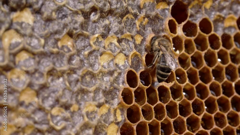 Close-up of Karnika family bees working in hive. Collecting honey in summer season. Sealing honeycomb by insects. Close-up of Karnika family bees working in hive. Collecting honey in summer season. Sealing honeycomb by insects.