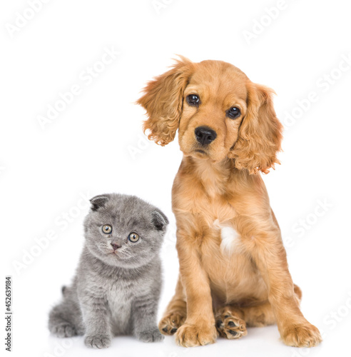 English cocker spaniel puppy dog and kitten sit together in front view and look at camera together. isolated on white background