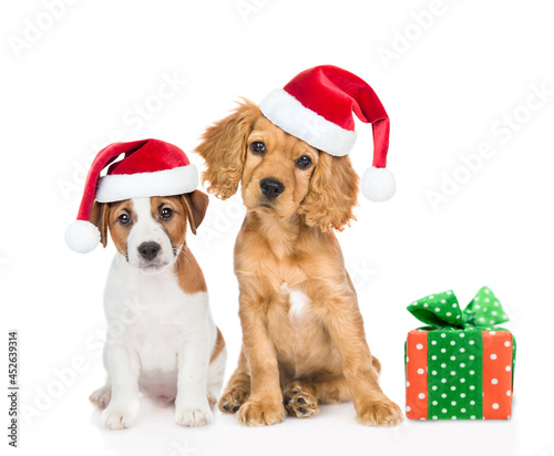 English cocker spaniel puppy and jack russell terrier puppy wearing red christmas hats sits with gift box in front view. isolated on white background © Ermolaev Alexandr
