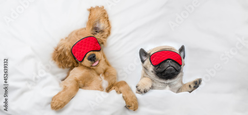 Funny English Cocker Spaniel puppy and pug puppy wearing sleeping masks sleep together on a bed at home. Top down view