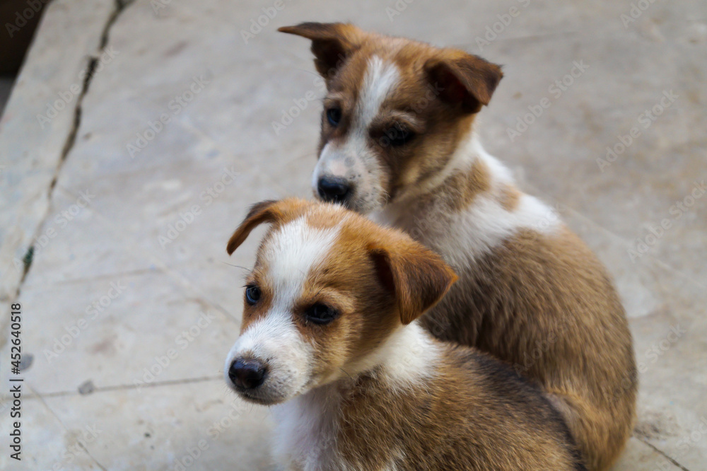 Two Indian Puppies in the Street,looking for food and shelter