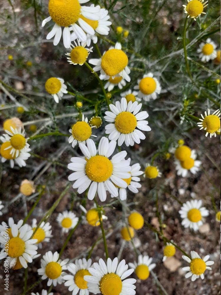 Fototapeta premium daisies in the garden