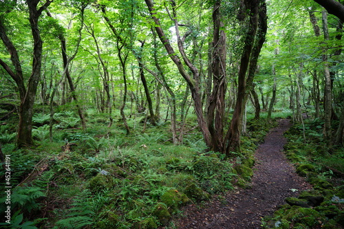 a fascinating summer forest with a path