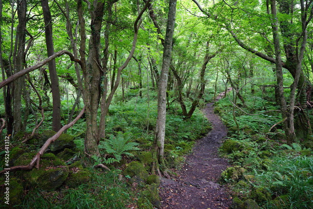 a fascinating summer forest with a path a fascinating summer forest with a path