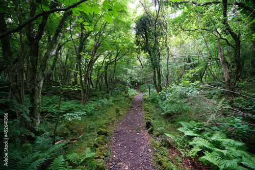 a fascinating summer forest with a path