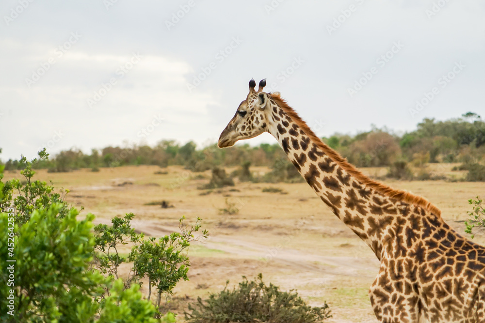 Obraz premium Masai giraffe in the Masai Mara National Reserve in Africa