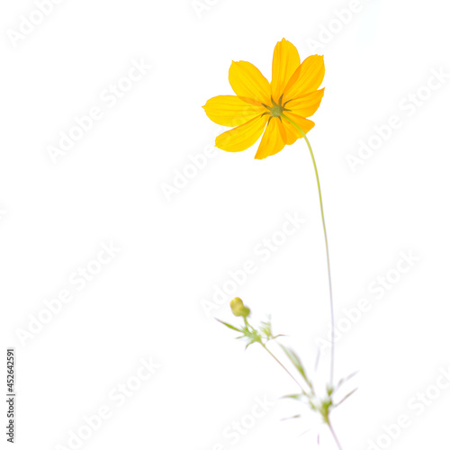 Beautiful yellow flower on a white background.