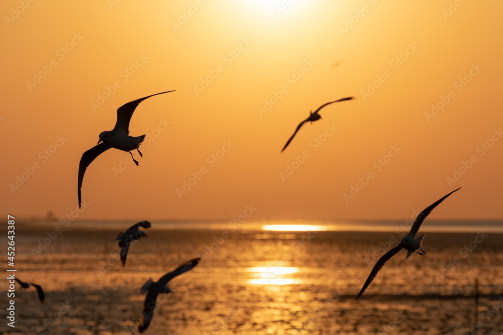 Naklejka premium Freedom scene of flying seagulls with orange sunrise sky.