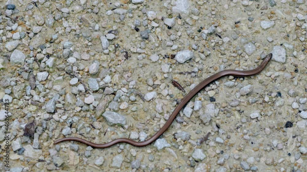 Close up top view showing crawling Anguis Fragilis on stony ground during sun,4K - Deaf Adder or Slowworm in action Close up top view showing crawling Anguis Fragilis on stony ground during sun,4K - Deaf Adder or Slowworm in action