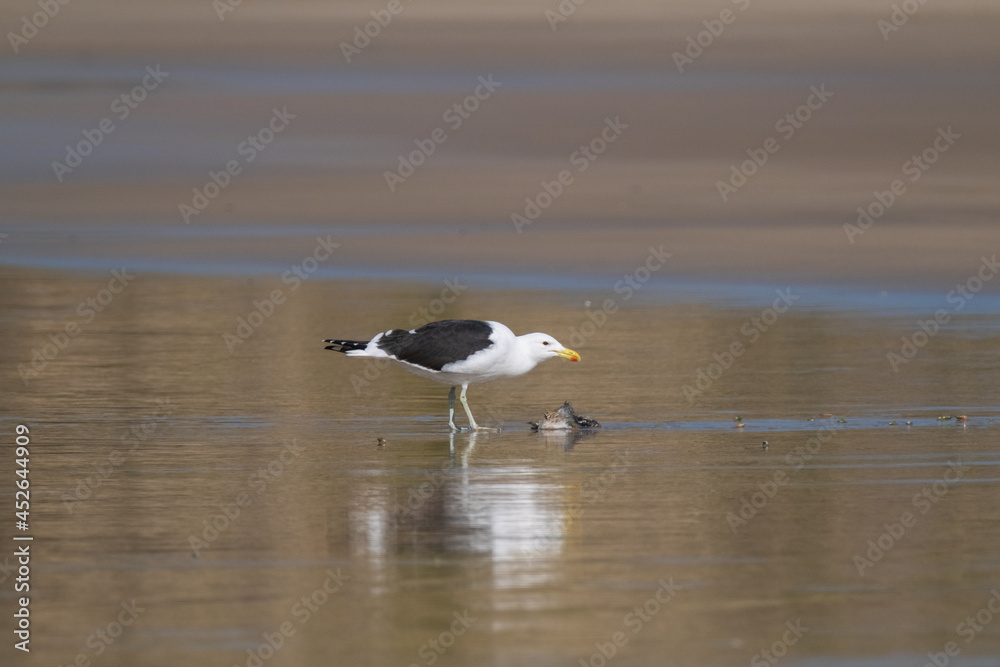 Seagull walking along the sandy shores of South Africa Seagull walking along the sandy shores of South Africa