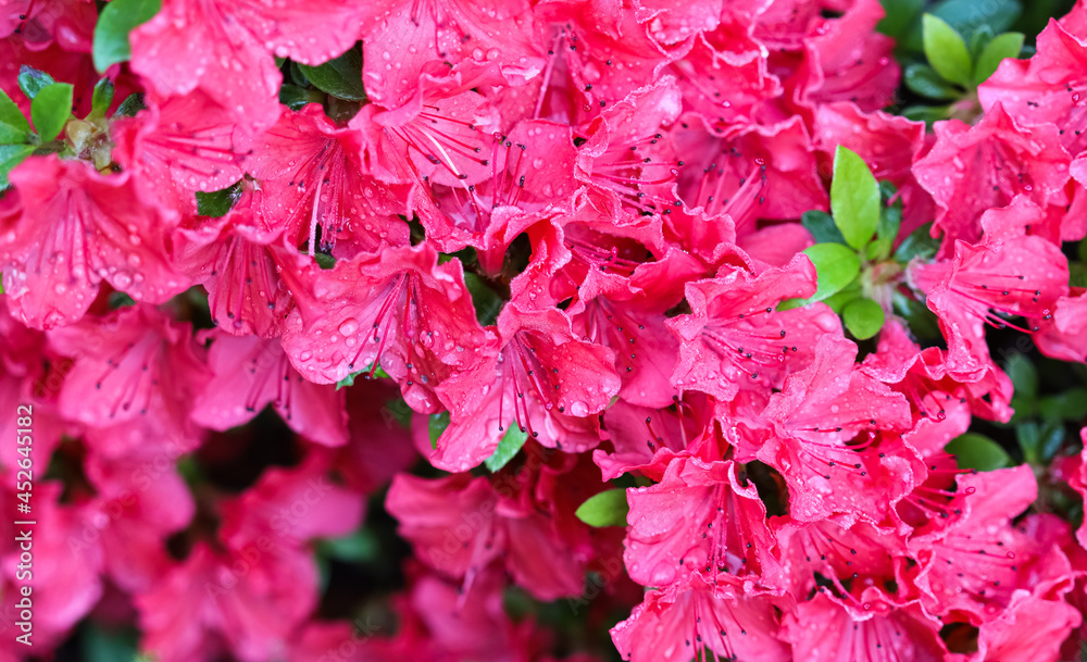 Blooming red azalea flowers with dew drops in spring garden. Gardening concept. Floral background Blooming red azalea flowers with dew drops in spring garden. Gardening concept. Floral background