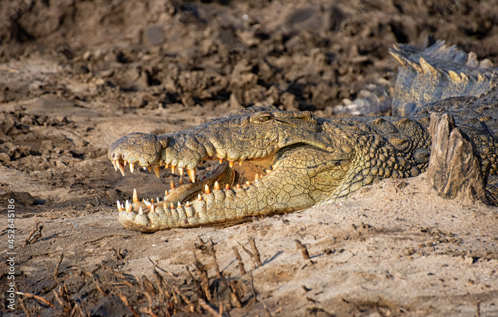 Obraz premium Nile Crocodile