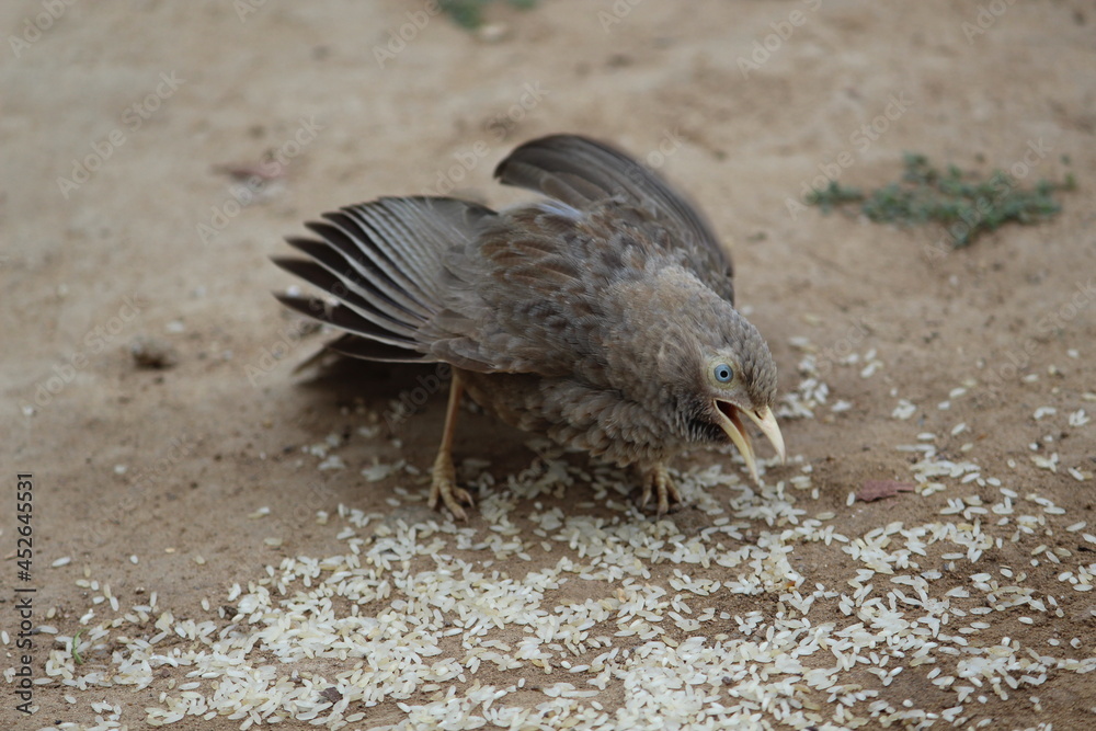 Fototapeta premium bird in hunger 